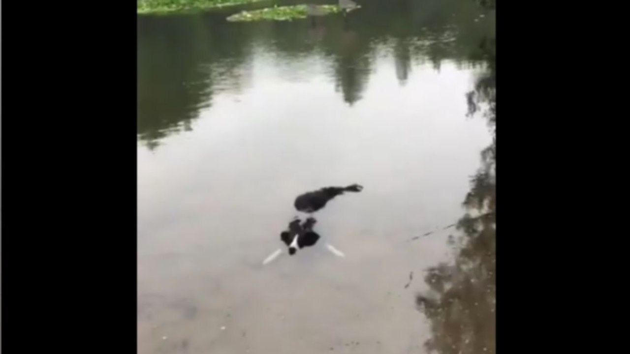 Une nouvelle race de crocodile