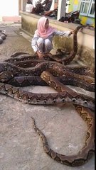 Elle s'amuse avec plusieurs pythons géants... Impressionnant