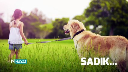 N Hayat... İşte dünyanın en çirkin köpeği!