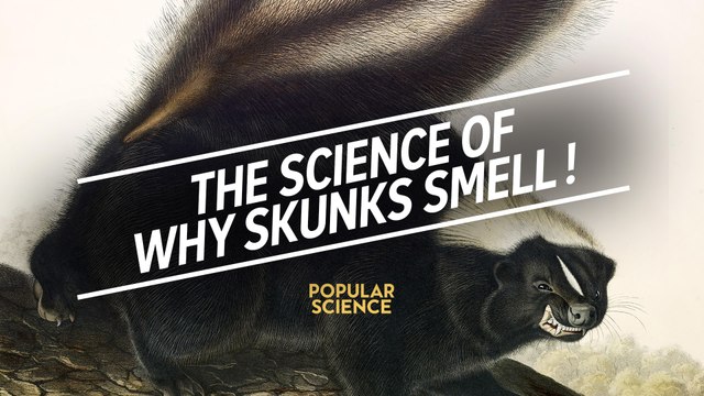 The science of why skunks smell!