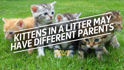 Kittens in a litter may have different parents