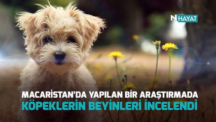 N HAYAT... "Köpek insanın en iyi dostudur" söylemi boşuna değil