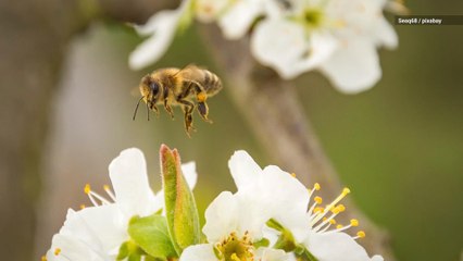 Don't Get on a Bee's Bad Side! They Recognize Faces, Study Finds