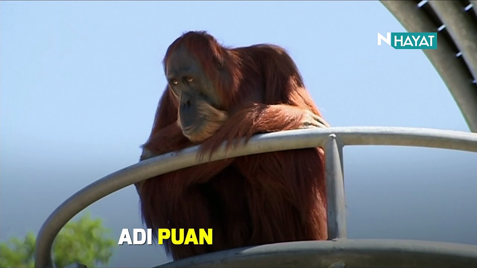 ⁣N Hayat... Esaret altındaki en yaşlı orangutan!