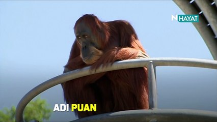 N Hayat... Esaret altındaki en yaşlı orangutan!