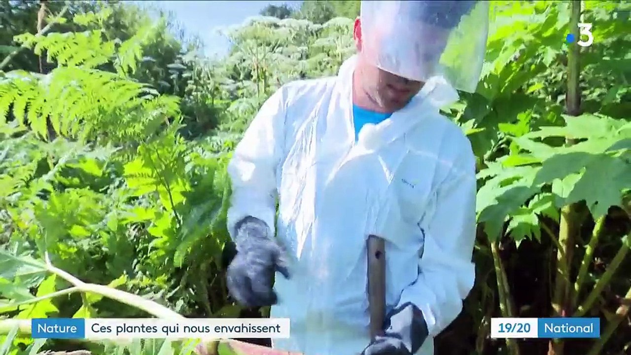 Nature : lutter contre les plantes invasives