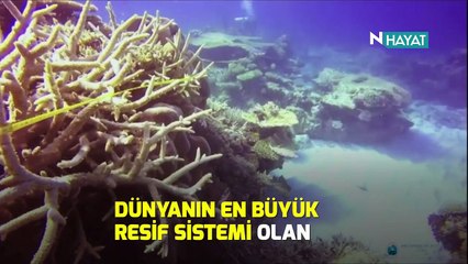 N Hayat... Tüm zamanların en büyük mercan tahribatı!