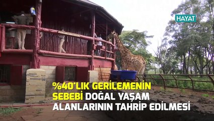 N Hayat... Zürafaların nesli tükeniyor!