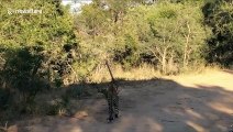 Ce léopard essaie d'attraper un oiseau... Et c'est raté