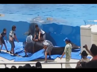 下载视频: Un dauphin passe par dessus la vitre du bassin de l'aquarium