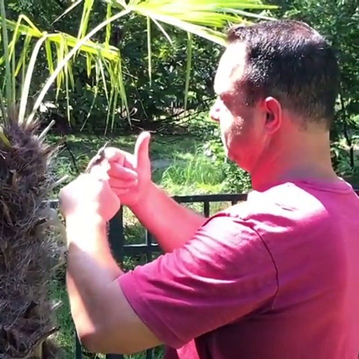 Ce colibri se laisse caresser sans bouger... Adorable