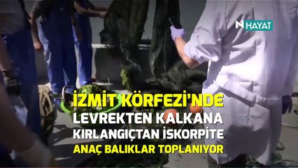 N Hayat... Bu proje Türkiye’de bir ilk