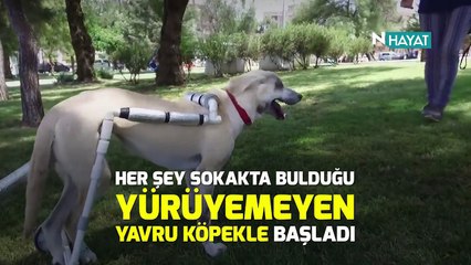 N Hayat... Engelli hayvanlar için yürüteç