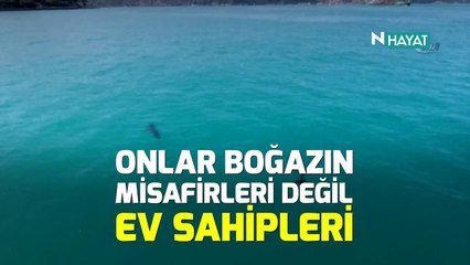 N Hayat... Anne yunus ile yavrusunun boğaz keyfi