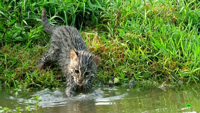 Felinos (cap 2) documentales animales,documental animales,animales salvajes,animales,naturaleza,documentales naturaleza,documental naturaleza,documentales de animales,documentales de leones,animales salvajes de africa