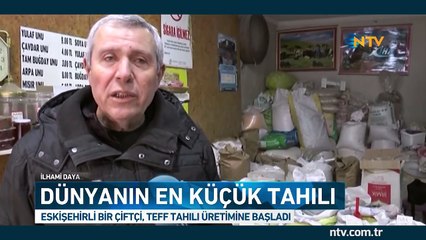 İşte dünyanın en küçük tahılı : Teff