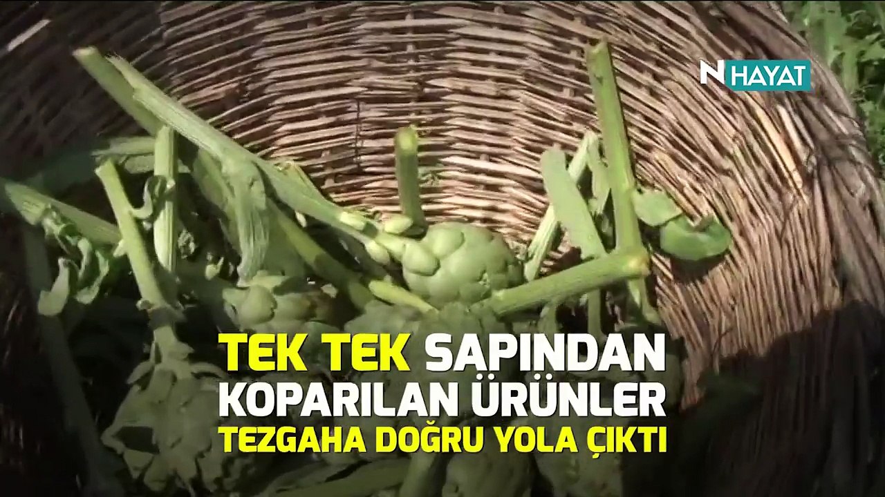 N Hayat... Bekleyiş sona erdi, şimdi hasat zamanı