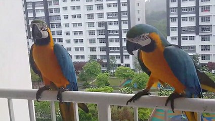 Parrots Fly Away...Then Come Back?