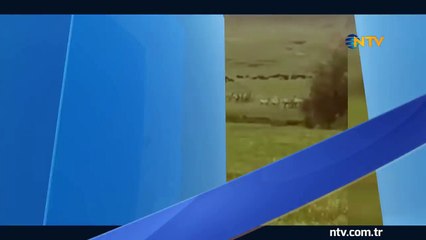 Cesur köpek aslanlara kafa tuttu