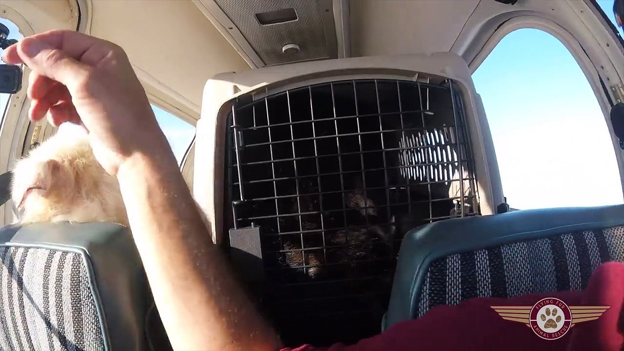Cão embarca em seu “vôo da liberdade” e fica demasiado excitado para permanecer no seu lugar