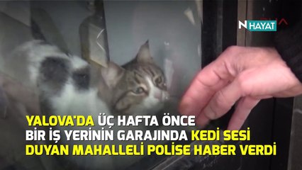 N Hayat... Sevimli kedi mahallelinin ısrarıyla kurtarıldı