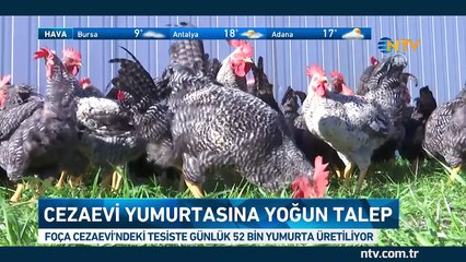 Cezaevi yumurtasına yoğun talep