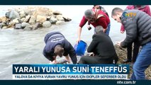 Yavru yunusa suni teneffüs hatta kalp masajı yaptılar