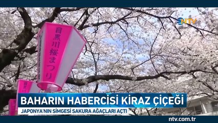 Sakuralar açtı, başkent Tokyo masal şehre dönüştü