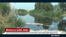 Aydın'da toplu balık ölümleri yaşandı