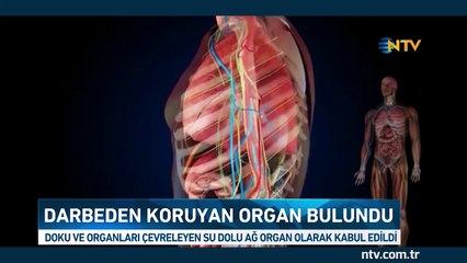 İnsan vücudunda yeni bir organ keşfedildi: İntersititiyum