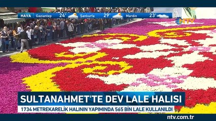 Dünyanın en büyük canlı lale halısı İstanbul'da
