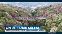 Çin'de görsel şölen (Bahar çiçekleri açan park ziyaretçi akınına uğradı)