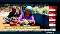 Papatya geçim kaynakları oldu (Kilogramı 27 liradan satılıyor)