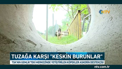 ''Keskin Burunlar'' görev başında... (35 tanesi Suriye'de)