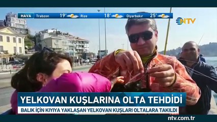 Boğaz'da yelkovan kuşu katliamı