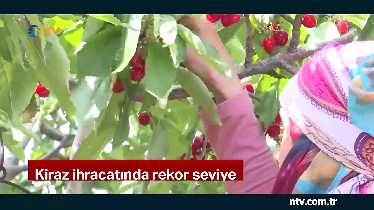 Dünya Kupası'na 18 tır kiraz gitti (Kirazda ihracat rekor seviyede)