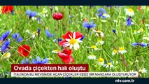 İtalya'dan eşsiz bir manzara (Çiçekten halı, tüm ovayı kapladı)