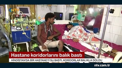 Hindistan'da bir hastanenin davetsiz misafirleri var