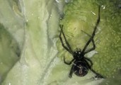 Ohio Man Finds Black Widow Spider on His Store-Bought Broccoli