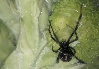 Ohio Man Finds Black Widow Spider on His Store-Bought Broccoli