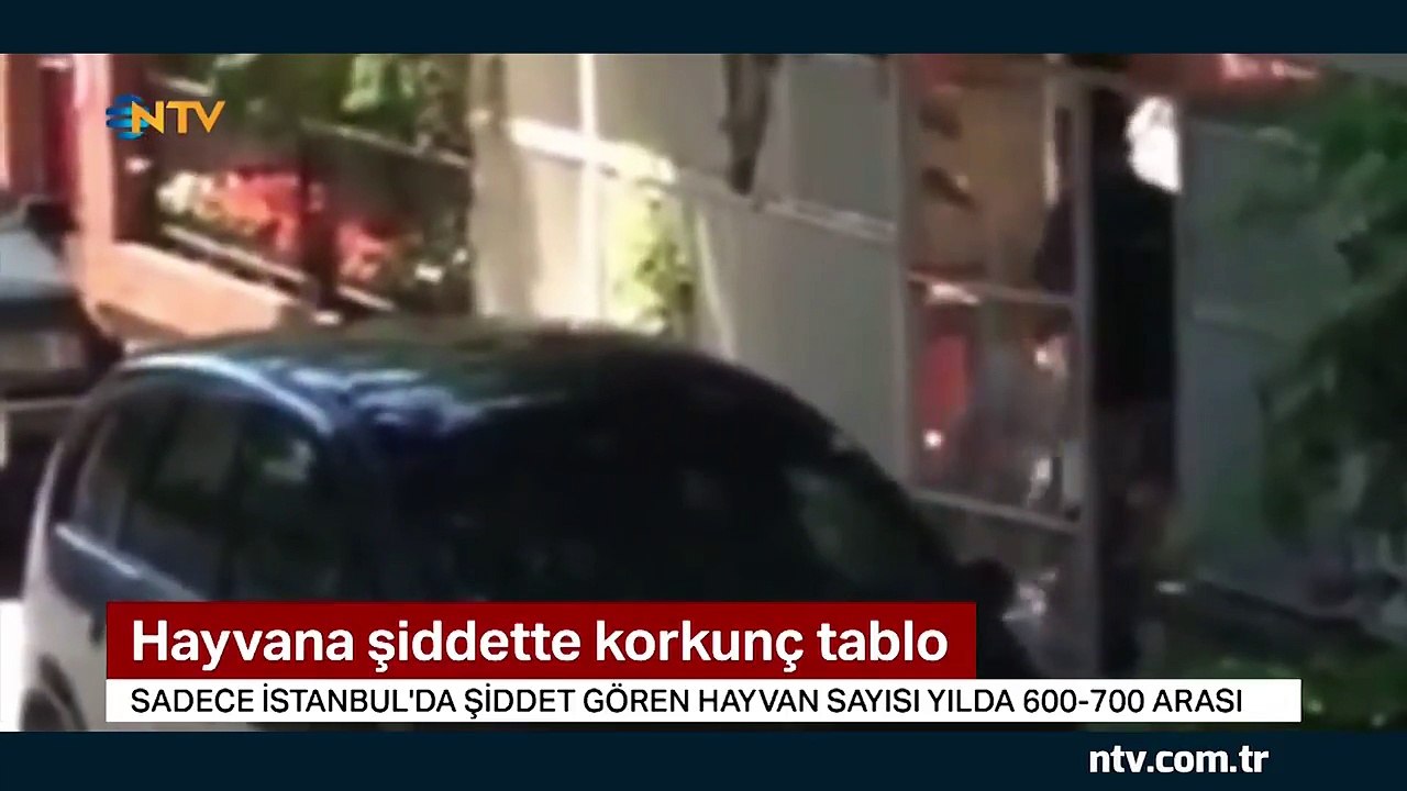 Hayvana şiddette korkunç tablo
