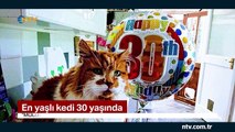 En yaşlı kedi Rubble, 30. yaş gününü kutladı (İnsan yaşıyla 137 yaşında)