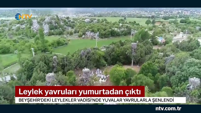 Leylek yavruları yuvadan çıktı (Yuvalar internetten izlenebiliyor)