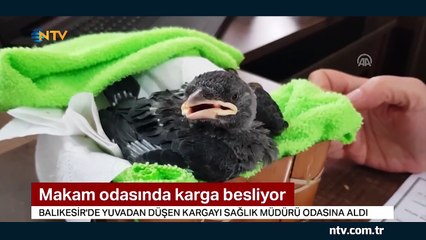 Yuvasından düşen kargayı makam odasında besliyor