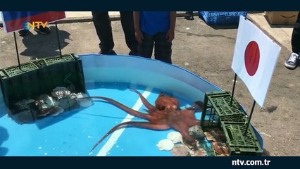 Kahin ahtapot Rabio yemek oldu (Dünya Kupası'nda Japonya'nın maçlarını tahmin etmişti)