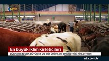 Dünyayı en çok et ve süt şirketleri kirletiyor (Petrol şirketlerinden fazla)