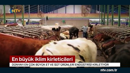Dünyayı en çok et ve süt şirketleri kirletiyor (Petrol şirketlerinden fazla)