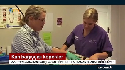 Kan bağışı sadece insanlar için değil diğer canlılar için de önem taşıyor