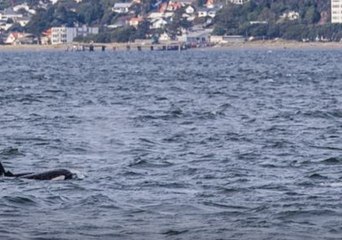 Download Video: Pod of Orcas Spotted Frolicking in Wellington Harbour