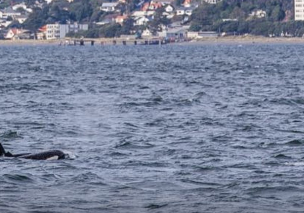 Pod of Orcas Spotted Frolicking in Wellington Harbour